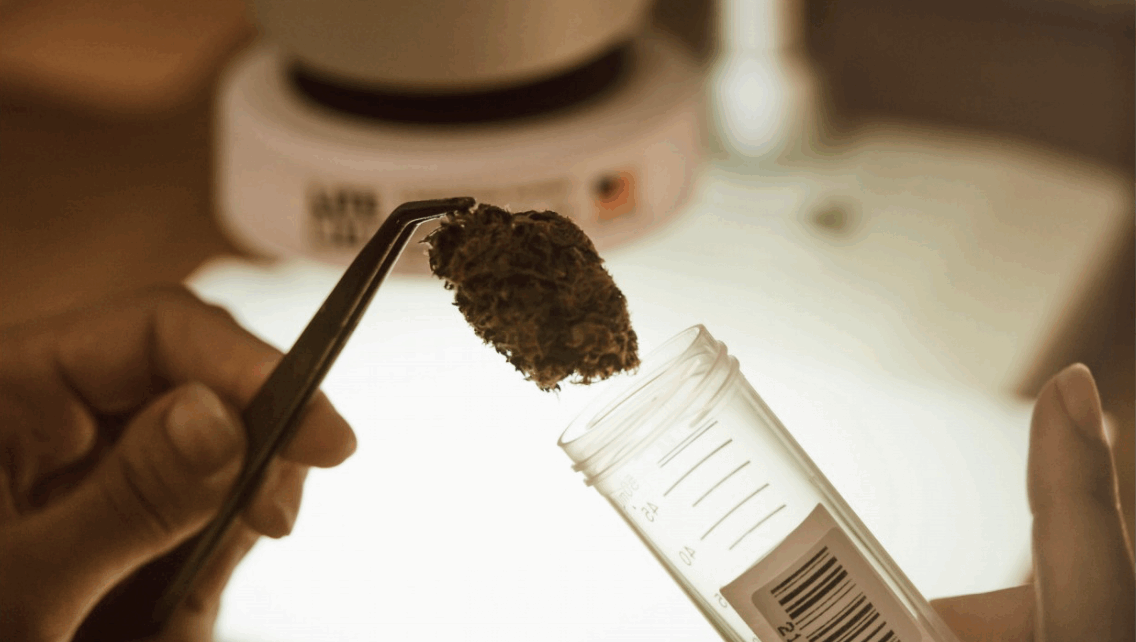 La importancia de los terpenos, Labiana